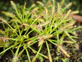 Sundew carnivorous plant ,Drosera anglica Royalty Free Stock Photo