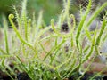 Sundew carnivorous plant ,Drosera anglica ,insectivorous plants, meat-eating Royalty Free Stock Photo