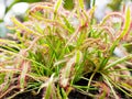 Sundew carnivorous plant ,Drosera anglica ,insectivorous plants, meat-eating, sticky carnivorein Royalty Free Stock Photo