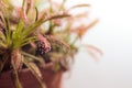 Sundew (Carnivourous plant)