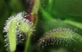 The sundew catches insects with its sticky droplets