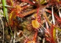 Sundew caught a fly Royalty Free Stock Photo
