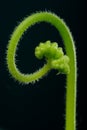 Sundew - Drosera capensis