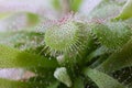 Sundew, Drosera with catched insect