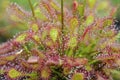 Sundew drosera intermedia