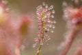 Sundew drosera intermedia outside in nature,belgium Royalty Free Stock Photo