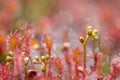 Sundew drosera intermedia outside in nature,belgium Royalty Free Stock Photo