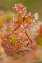 Sundew drosera intermedia outside in nature,belgium Royalty Free Stock Photo