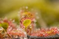 Sundew drosera intermedia outside in nature,belgium Royalty Free Stock Photo