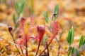 Sundew or Drosera leaves on swamps. Close up view