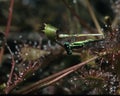 Sundew with Eastern Forktail Damselfly Royalty Free Stock Photo
