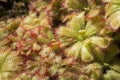 Sundew insectivorous plants of Drosera