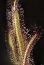 Sundew leaf on dark background