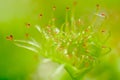 Sundew leaf - Drosera peltata