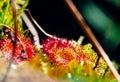 sundew leaves - carnivorous plant macro photo Royalty Free Stock Photo