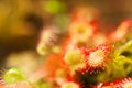 Sundew plant