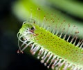 Sundew plant