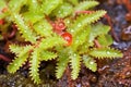 sundew plant with bright red tentacles on its leaves