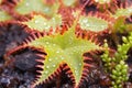 sundew plant with bright red tentacles on its leaves