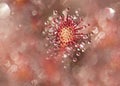 Sundew plant close up seen from above surrounded by bokeh