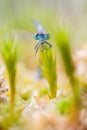 Sundew plant with damselfly