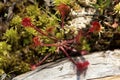 Sundew plant in a peat bog on Mt. Sunapee.