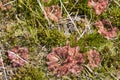 Sundew plant Royalty Free Stock Photo