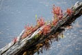 Sundew Plants