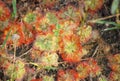 Sundew Royalty Free Stock Photo