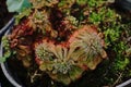 Sundews;carnivorous plants Royalty Free Stock Photo