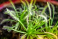 Sundews, Drosera Capensis carnivorous plant close-up view Royalty Free Stock Photo