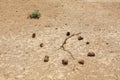 Sundial from animal faeces in the desert Gobi Desert, Mongolia Royalty Free Stock Photo