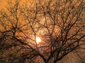 Sundown through bare tree twigs . Tranquil fall sunset landscape with nobody Royalty Free Stock Photo