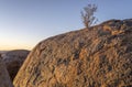 sundown light on big Dolerite boulder and shrub in desert, near Hobas, Namibia