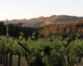 Sundown Napa Valley Royalty Free Stock Photo