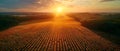 Sundown Over Mato Grosso Soy Fields. Concept Landscapes, Nature Photography, Agriculture, Sunsets,