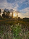 Sundown and shrub. Baskground for decktop. Royalty Free Stock Photo