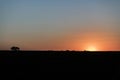 Sundown on Sugar Cane Plantation Field