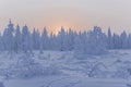 Sundown and sunrises. Winter landscape. Orange sky and silhouettes of trees on the background of heaven. Frosty evening, snow arou Royalty Free Stock Photo