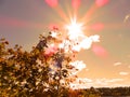 Sundown through  tree twigs sunlight blur effect and glare . Tranquil fall sunset landscape with nobody Royalty Free Stock Photo