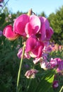 Sundrenched pink sweet peas in meadow Royalty Free Stock Photo