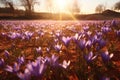 Sundrenched Saffron Field With Delicate Purple Flowers. Generative AI
