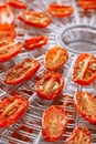 Sundried cherry tomatoes on food dehydrator tray Royalty Free Stock Photo