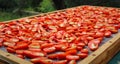 Sundried Tomatoes drying in the sun in the Mediterranean Royalty Free Stock Photo