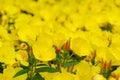 Sundrop (Oenothera) Royalty Free Stock Photo