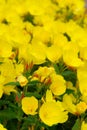 Sundrop (Oenothera) Royalty Free Stock Photo