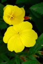 Sundrop (Oenothera)