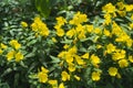 Sundrops. Beautiful yellow flowers in the garden.