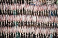 Sundry of squid hanging on fishery net in thailand