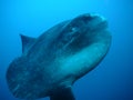 Sunfish Royalty Free Stock Photo